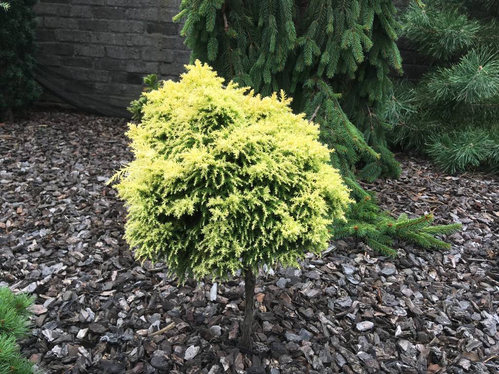 Cryptomeria japonica ‘Twinkle Toes’ - Herman Geers