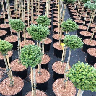 Abies koreana 'Silberperle'