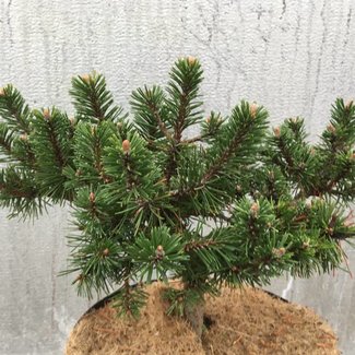 Pinus mugo 'Humpy Mini'