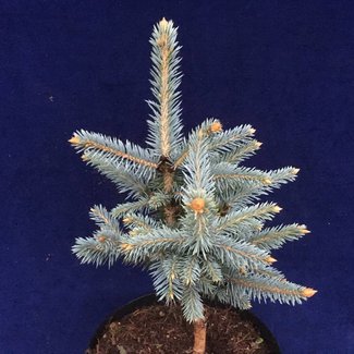 Picea pungens 'Donna's Rainbow'