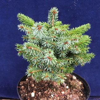 Picea omorika 'Nana'