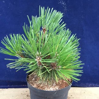 Pinus heldreichii 'Spartacus'