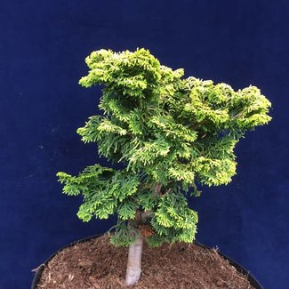 Chamaecyparis obtusa 'Lynn's Golden'