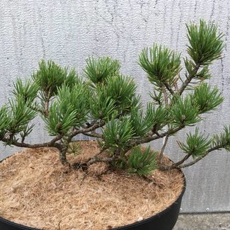 Pinus mugo 'Corley's Mat'