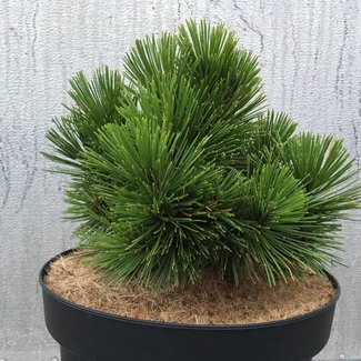 Pinus heldreichii 'Pirin 1'