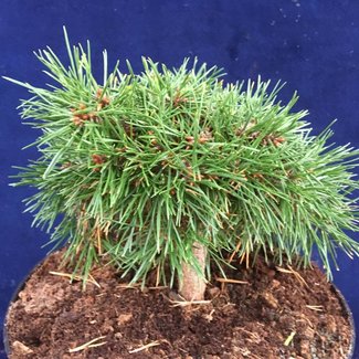 Pinus sylvestris 'Bextel WB SDL'