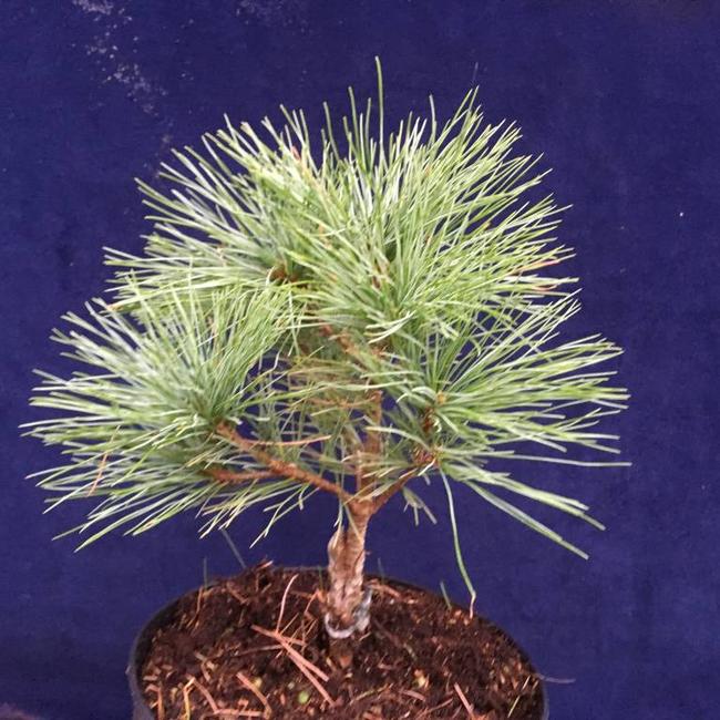 Pinus strobus 'Bergmans Mini'