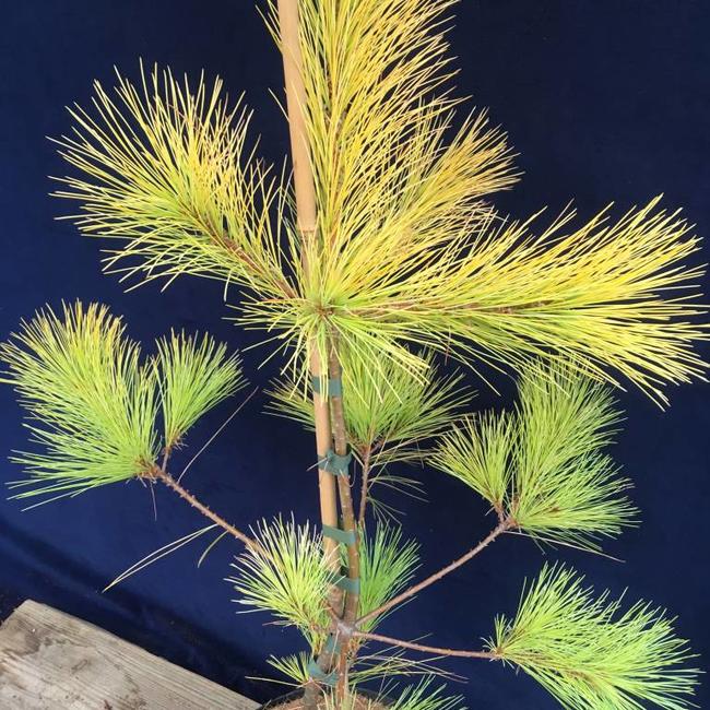 Pinus strobus 'Louis'