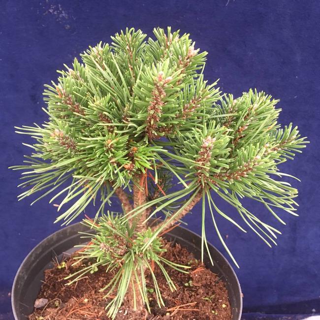 Pinus mugo 'San Sebastian 23'
