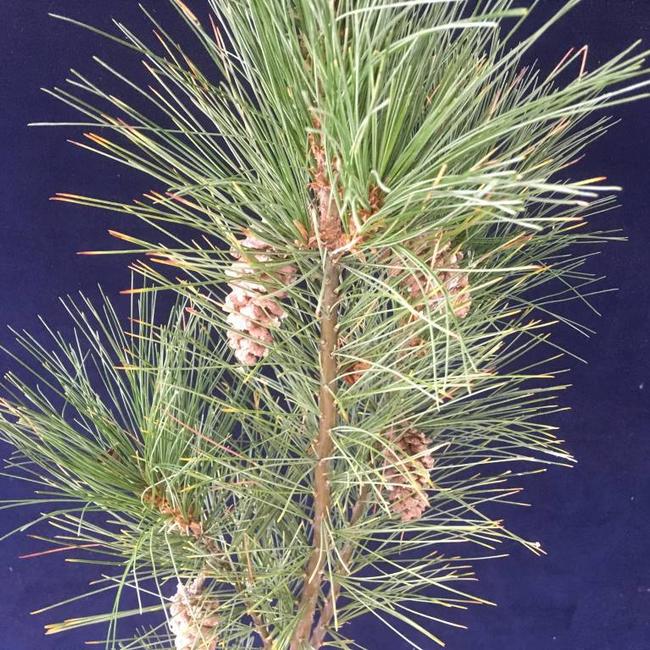 Pinus strobus 'Stowe Pillar'