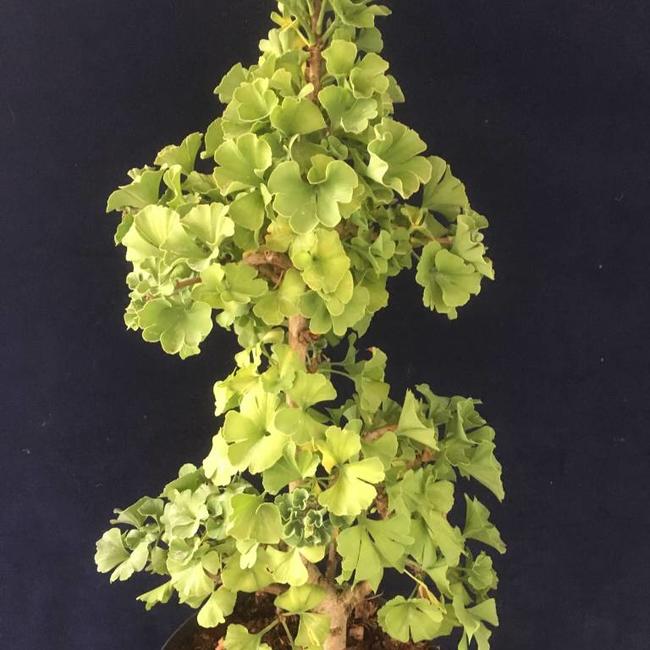 Ginkgo biloba 'Trolly'