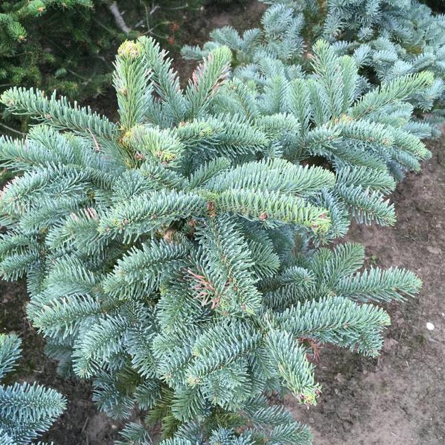 Abies procera 'Bizarro'