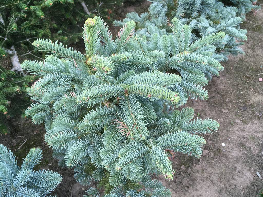 Abies Procera Bizarro Herman Geers