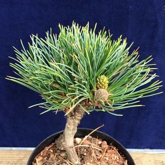 Pinus cembra 'Stoderzinken 1'
