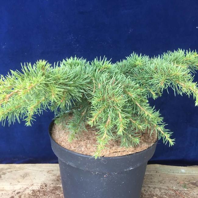 Cedrus libani 'Homepark'