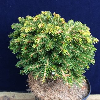 Picea orientalis 'Professor Langner'