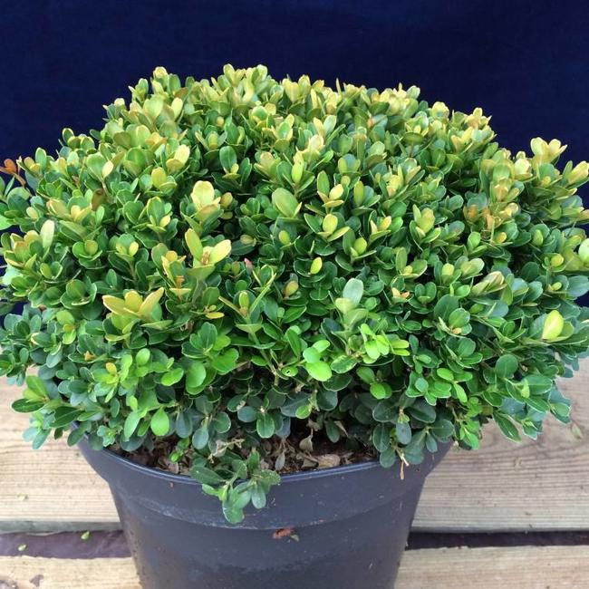 Buxus microphylla 'Morris Midget'