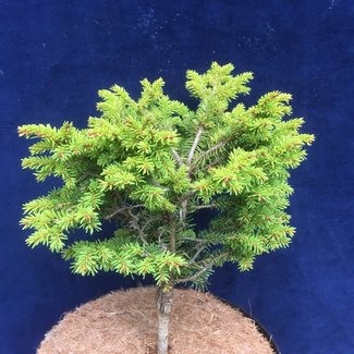 Picea abies 'Wilsonii'