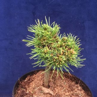 Pinus parviflora 'Teddy'