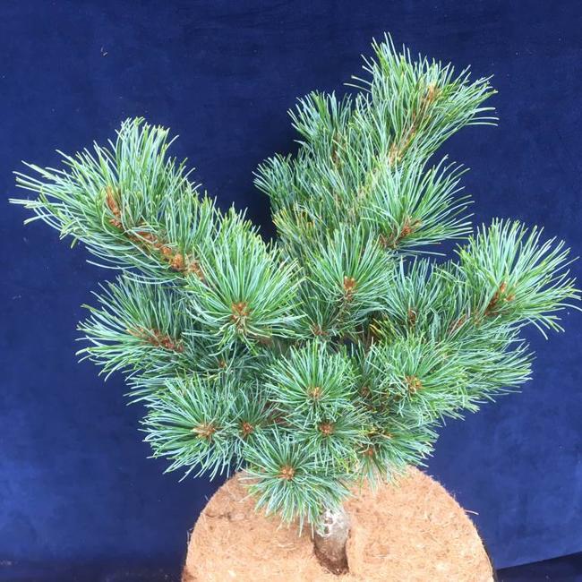 Pinus parviflora 'Catherina Elizabeth'