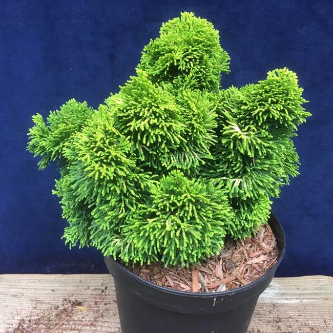 Chamaecyparis obtusa 'Bill'