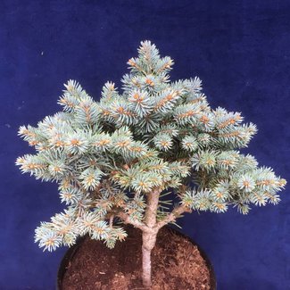 Picea pungens 'Blaukissen'