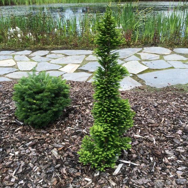 Taxodium distichum 'Pevé Minaret'