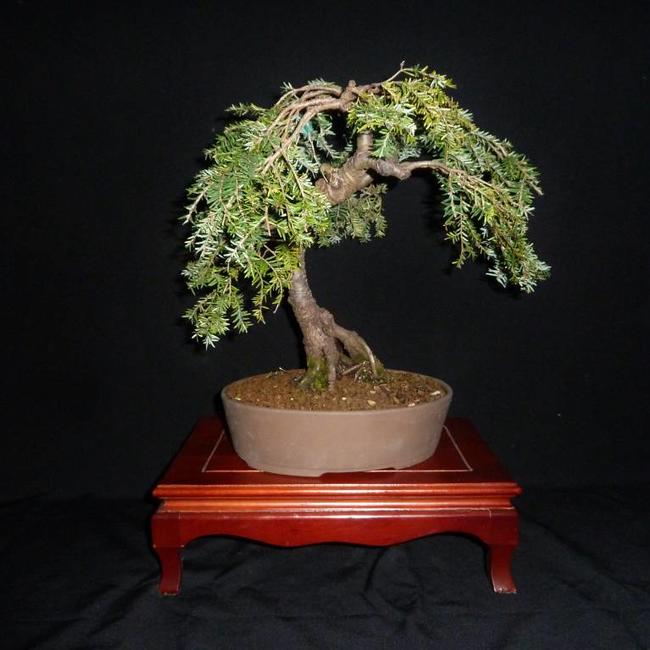 Tsuga canadensis 'Cole's Prostrate'