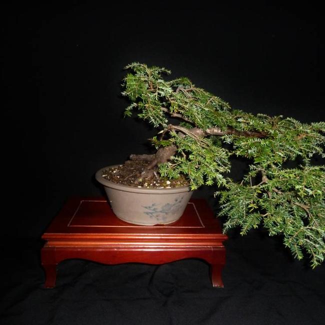 Tsuga canadensis 'Cole's Prostrate'