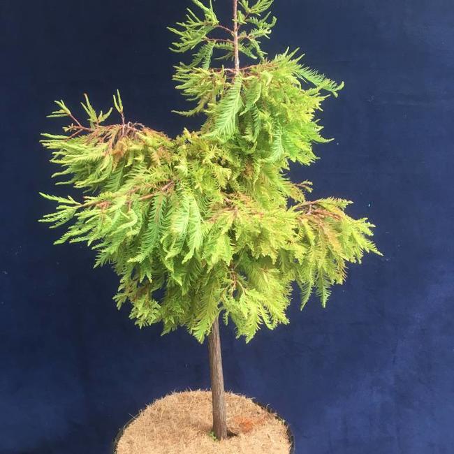 Taxodium distichum 'Schloss Herten'