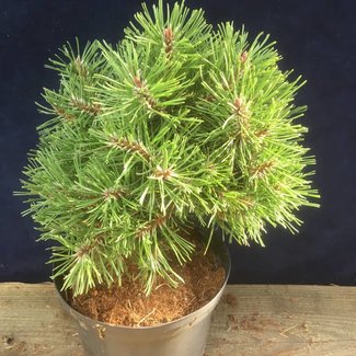 Pinus mugo 'Miniglobus'