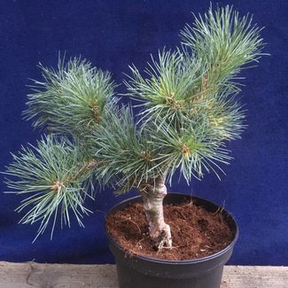 Pinus strobus 'Courtney Rose'