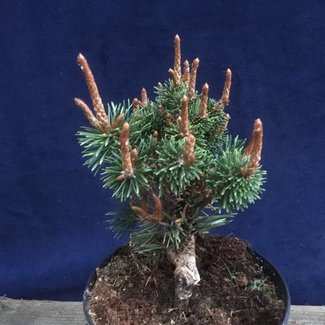 Pinus contorta 'Hunter'