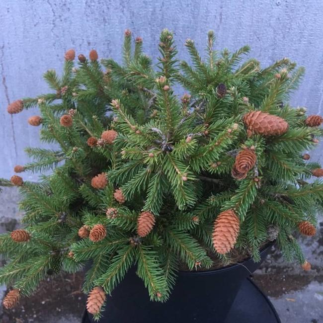 Picea abies 'Pusch'