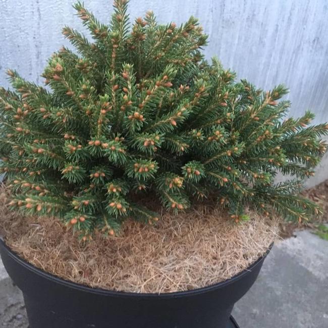 Picea abies 'Pirna'