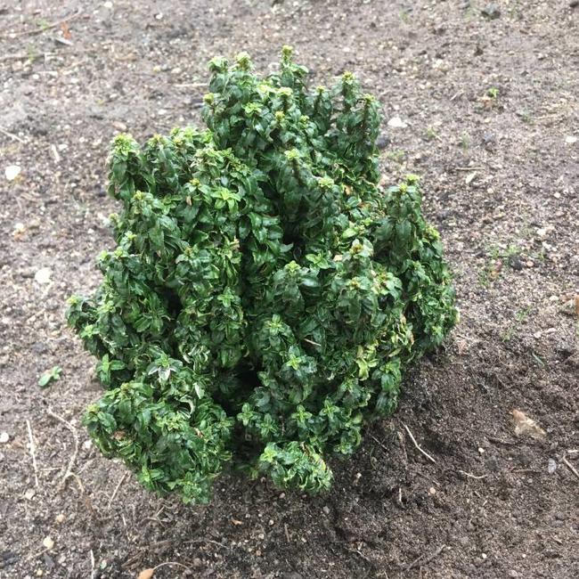 Euonymus japonicus 'Rykujo'