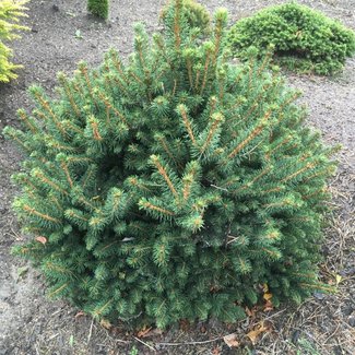 Picea abies 'Petra'