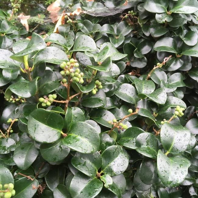 Ligustrum japonicum 'Rotundifolium'