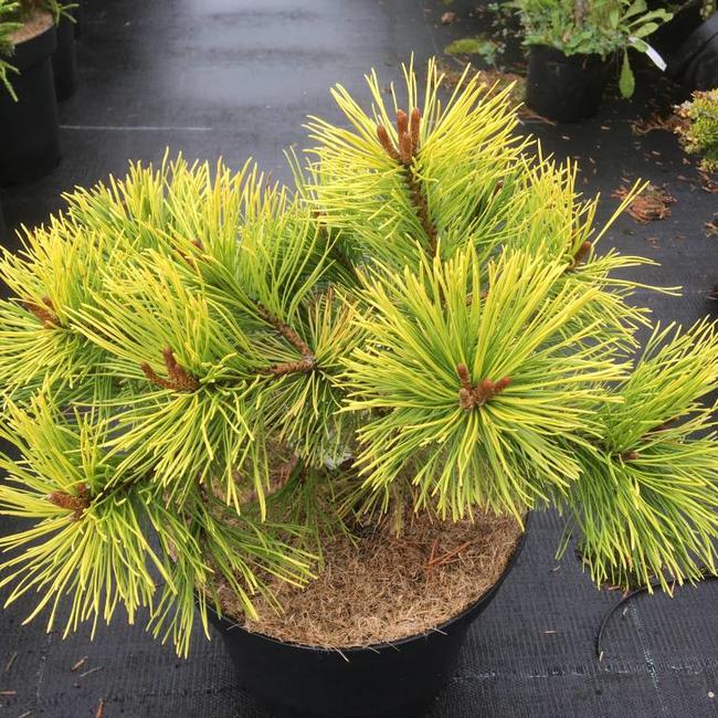 Pinus mugo 'Lemon'