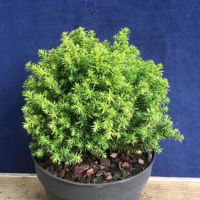 Cryptomeria japonica 'Compressa'
