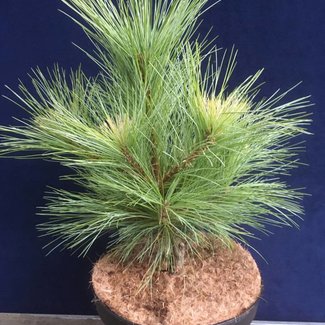 Pinus schwerinii ( 'Sdlg-1 aufrecht' )