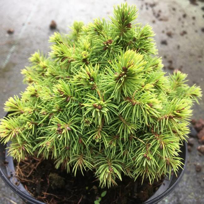 Picea glauca 'Jalako Gold'