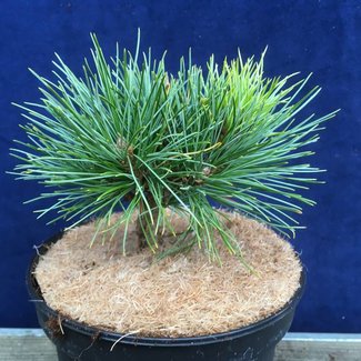 Pinus cembra 'St. Christina'