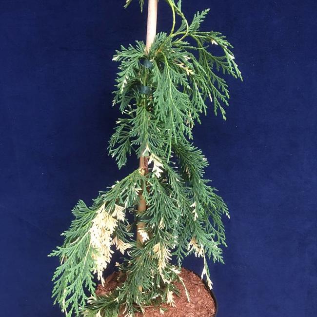 Xanthocyparis nootkatensis 'Gloria Polonica'