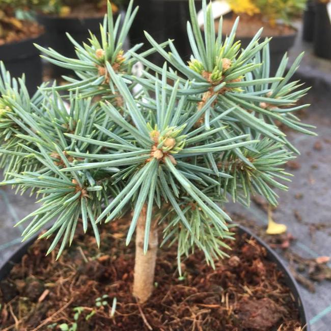 Picea pungens 'Porcupine'