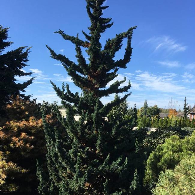 Chamaecyparis lawsoniana 'Wissel's Saguaro'