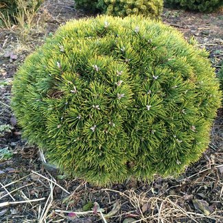 Pinus uncinata 'Grüne Welle'