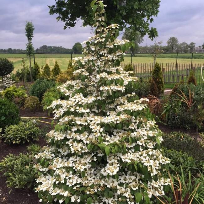 Viburnum plicatum 'Kilimandjaro' PBR