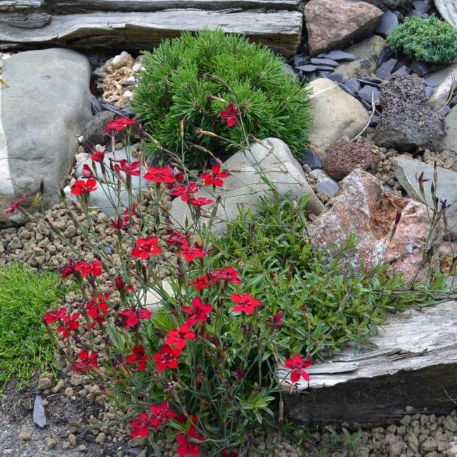 Siertuin van Herman Geers