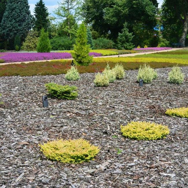 Arboretum 'De Dreijen' in Wageningen